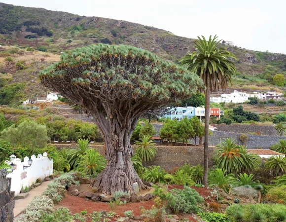 Parque del Drago