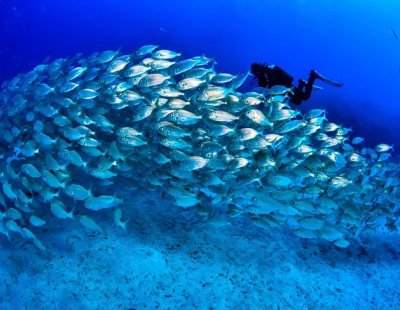 Tenerife Dive Experience